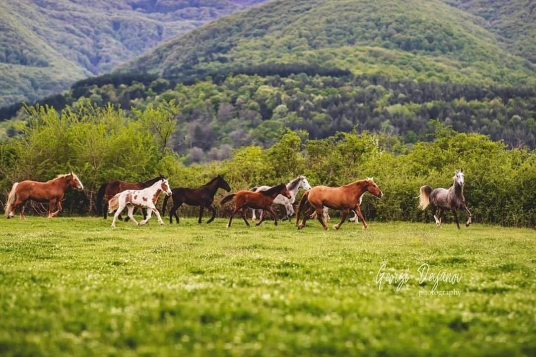 Вила Флора Паталеница 外观 照片